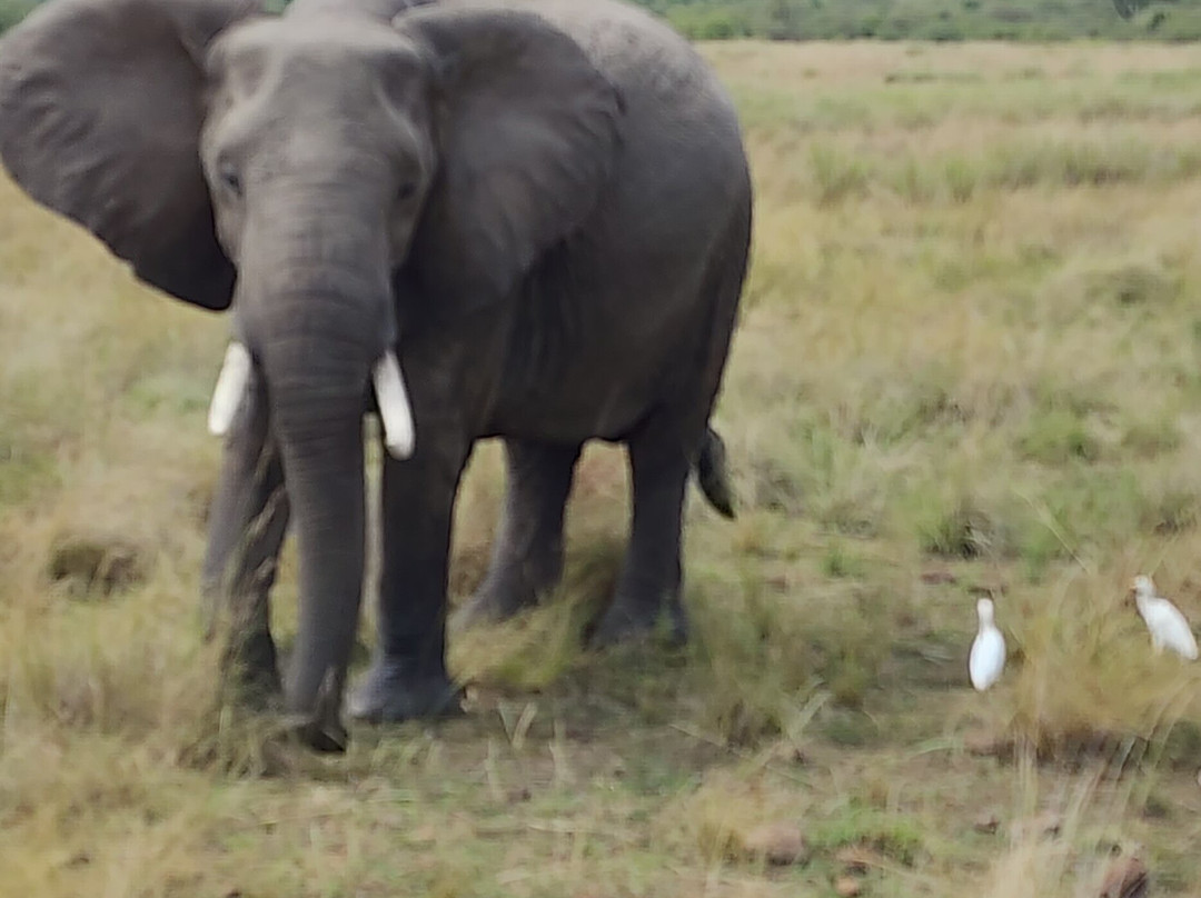 Astellar Travels Africa-内罗毕必去景点