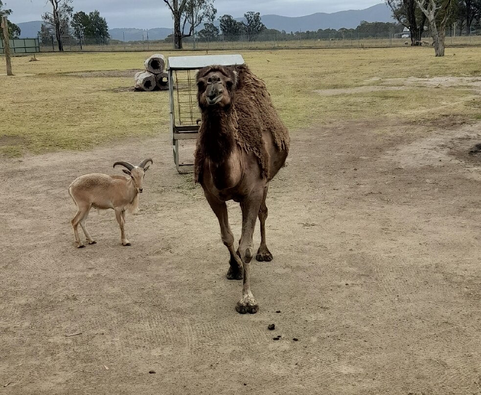 Hunter Valley Wildlife Park-Nulkaba必去景点