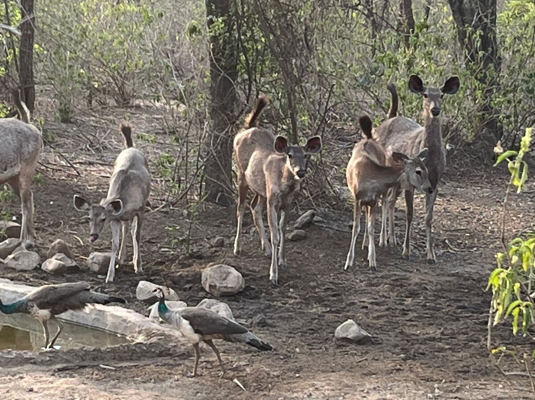 Jungle Safari Tours-Sariska必去景点