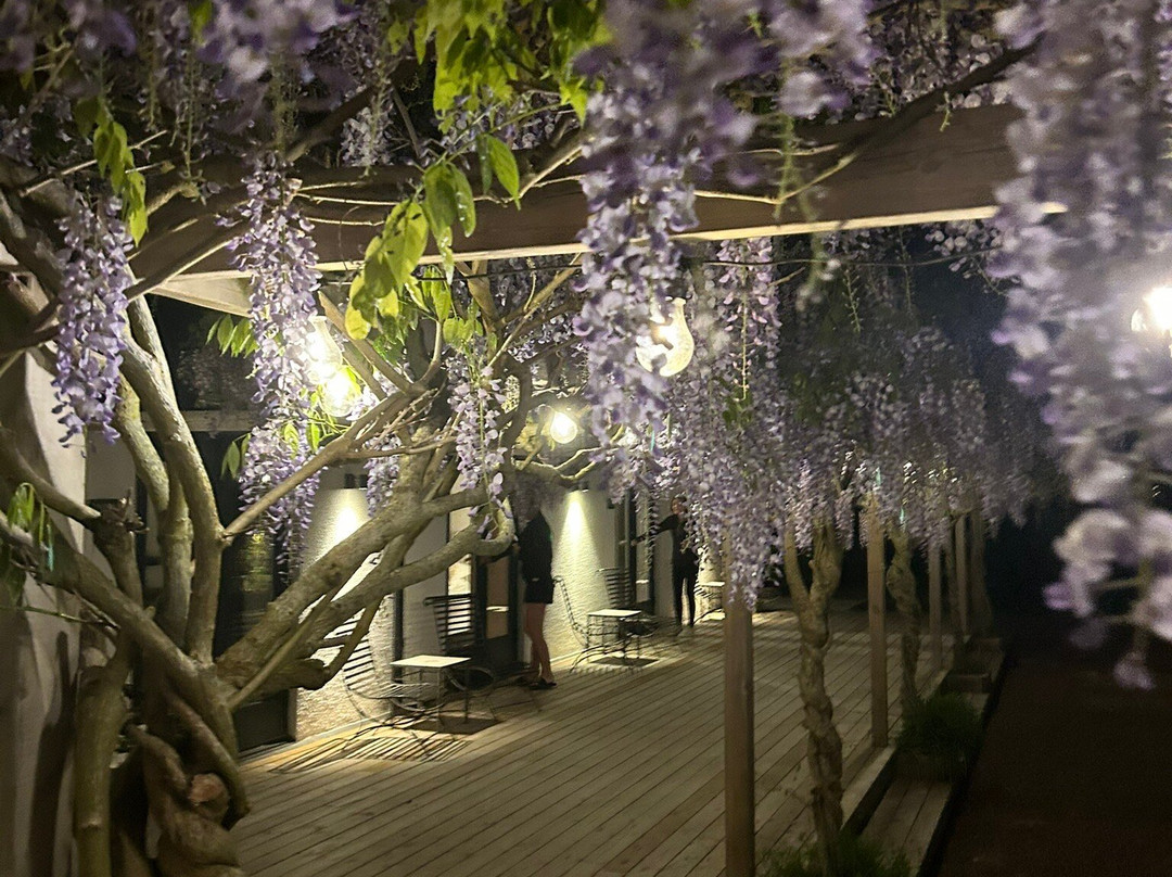 Wisteria Österlen