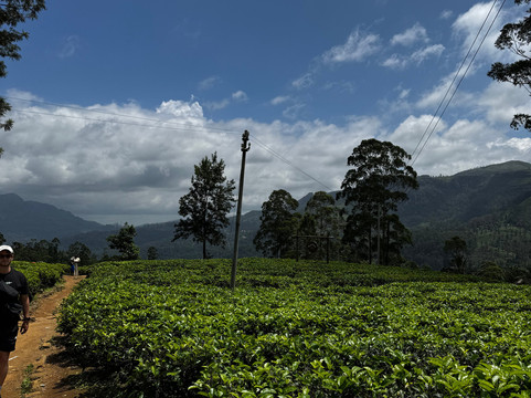 Ceylon Tap & Tours-奴娃拉伊利雅必去景点