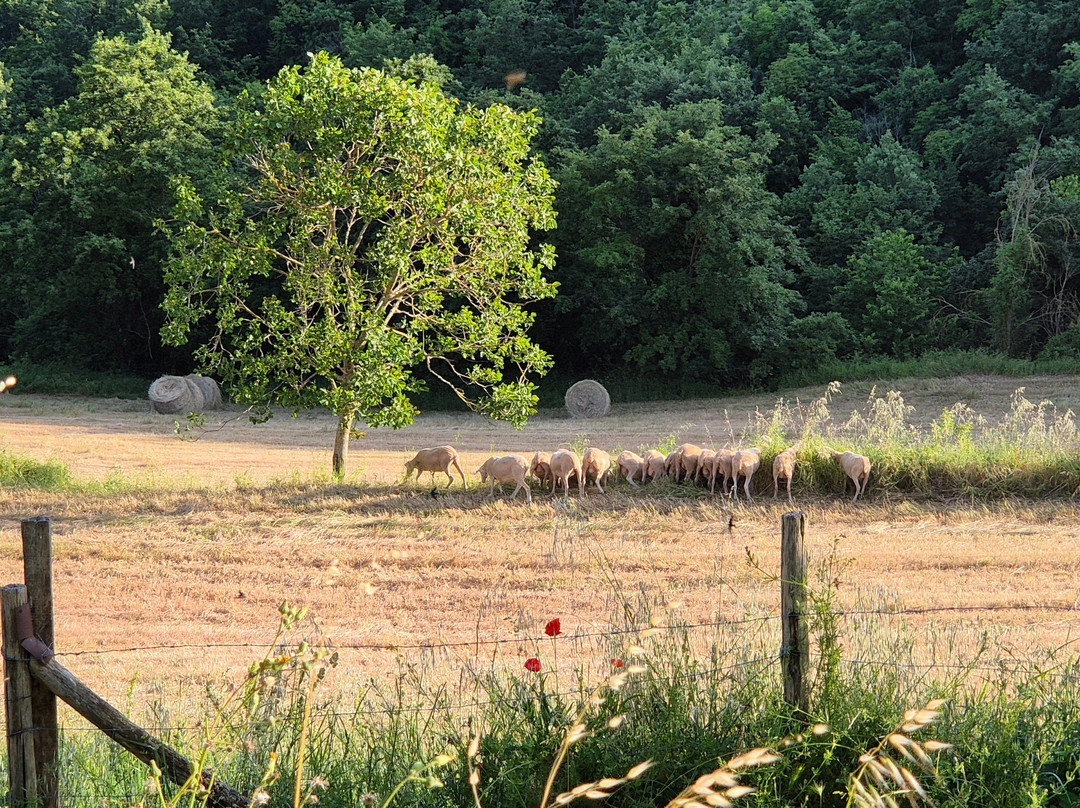 Bio Agriturismo Chignoni主图