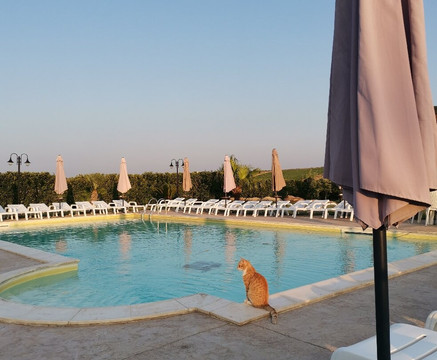 Agriturismo l'Olivo主图