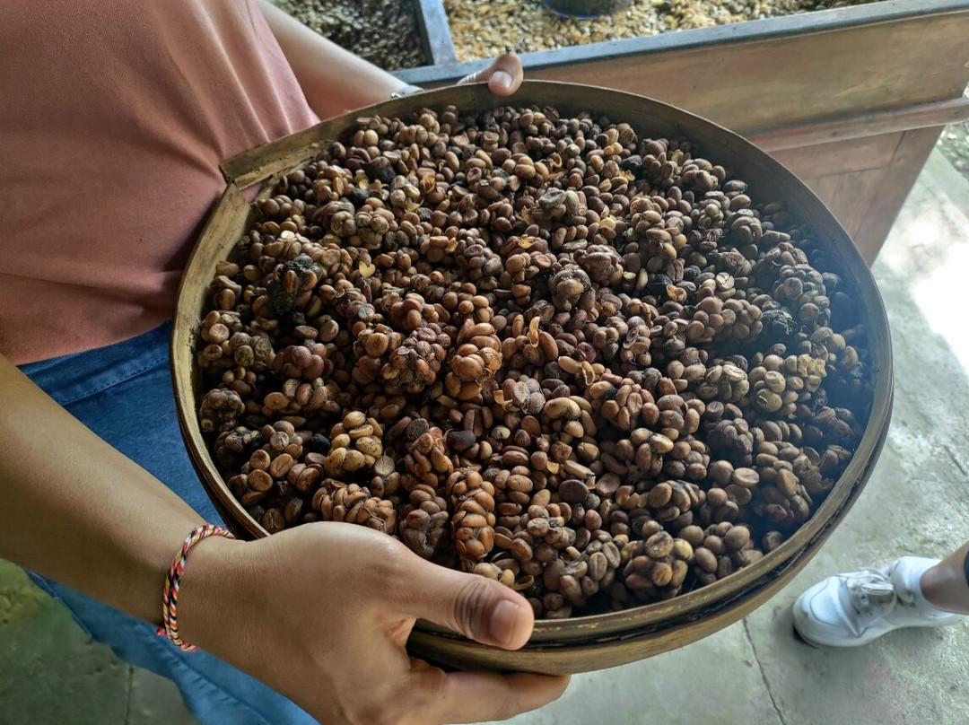 Ubud Sari Coffee Luwak Agrotourism-吉安雅必去景点