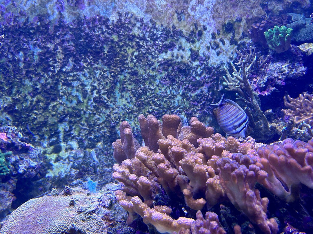 Aquarium de la Réunion景点图片