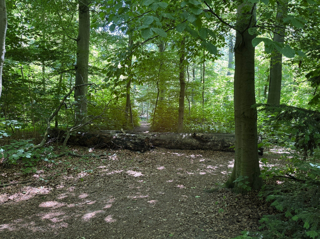 Eilenriede City Forest-汉诺威必去景点