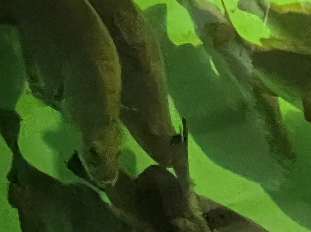 Barramundi Discovery Centre & Hatchery Karumba-Karumba必去景点