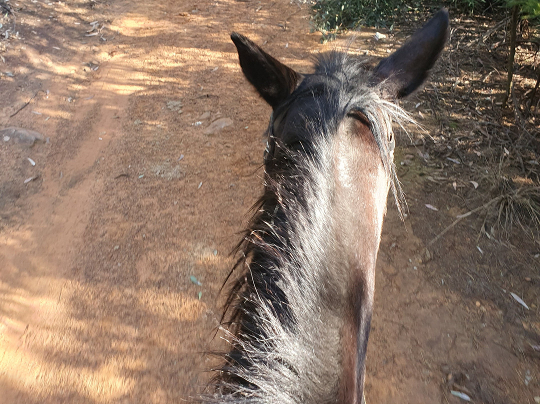 Diamond X Cowboy Ranch-Rayton必去景点