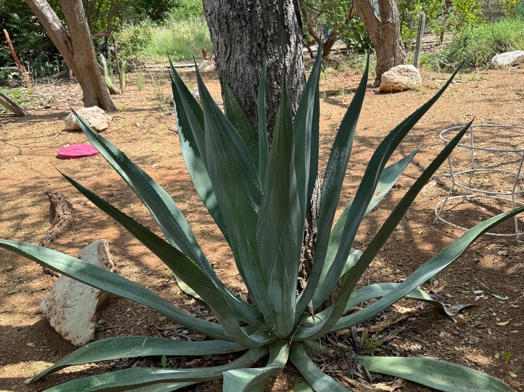 Den Paradera - Dinah's Botanic & Historic Garden-库拉索必去景点
