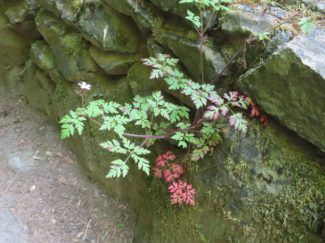 Latourell Falls-Corbett必去景点