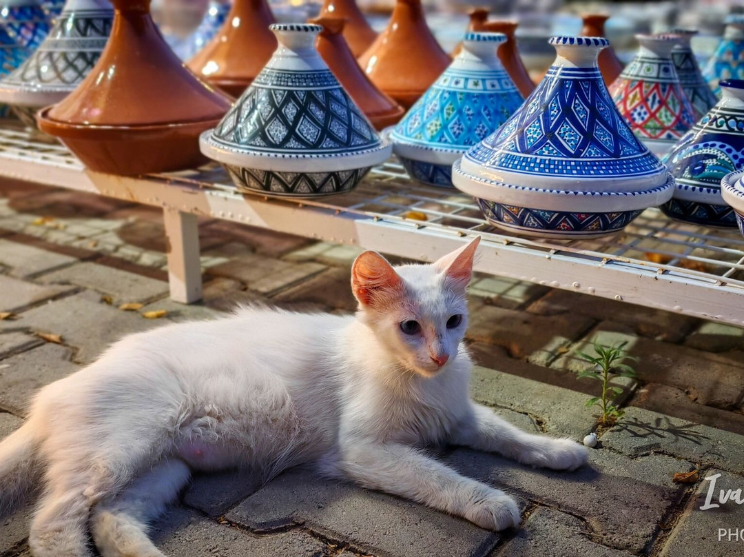 莫拉蒂棕榈码头酒店主图