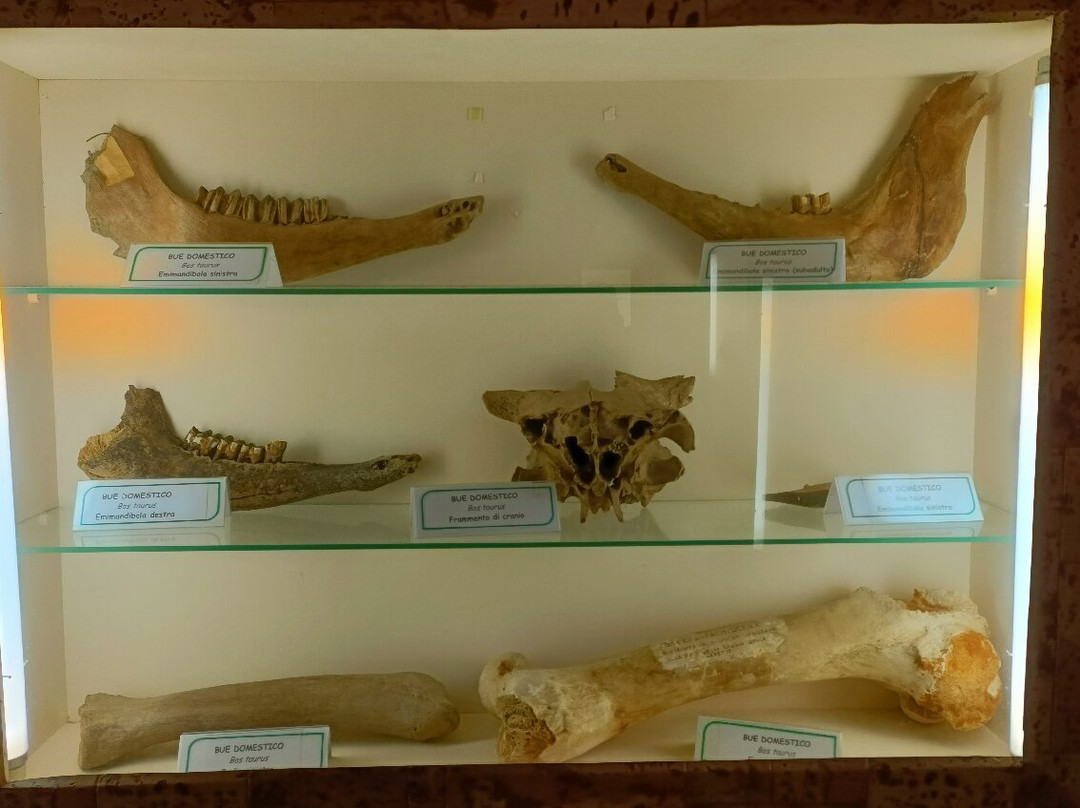 Museo Paleontologico E Archeologico Virginio Caccia-San Colombano al Lambro必去景点