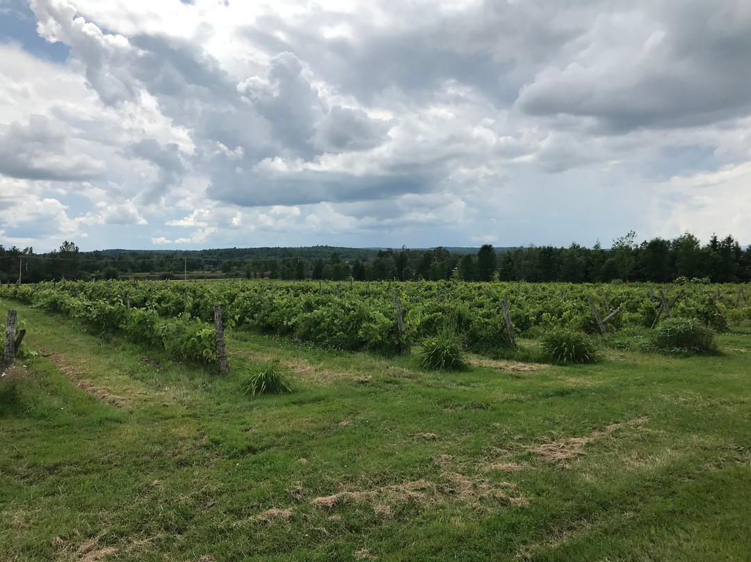 Vignoble Chemin De La Riviere-梅戈格必去景点