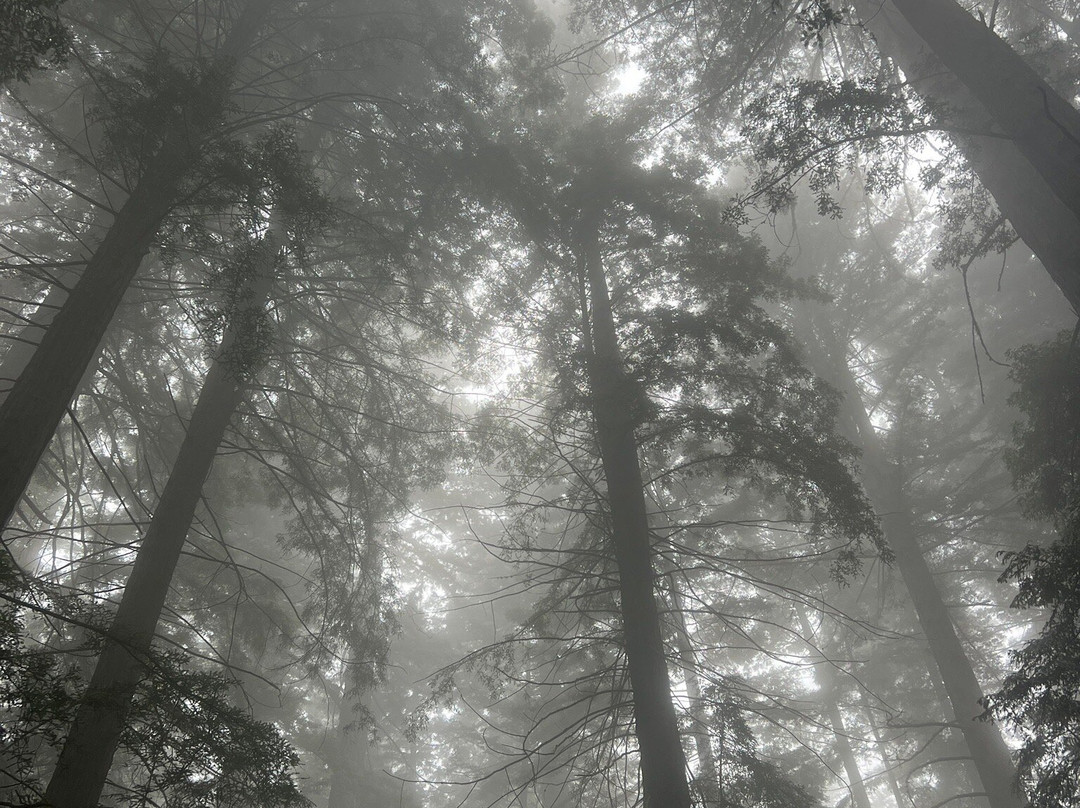 Grove of Old Trees-Occidental必去景点