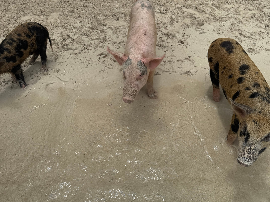 Spanish Wells SeaVentures Excursions | Harbour Island, Eleuthera, Bahamas Guide-Spanish Wells必去景点