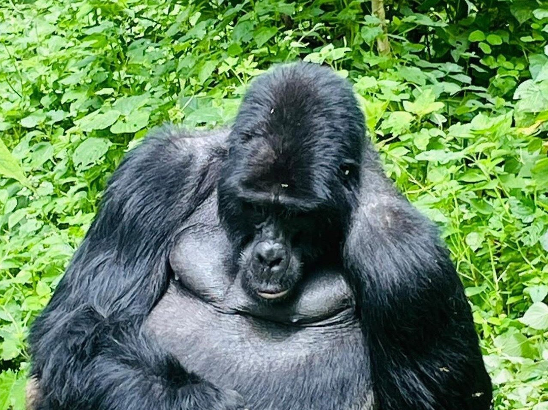 Gorilla League safaris