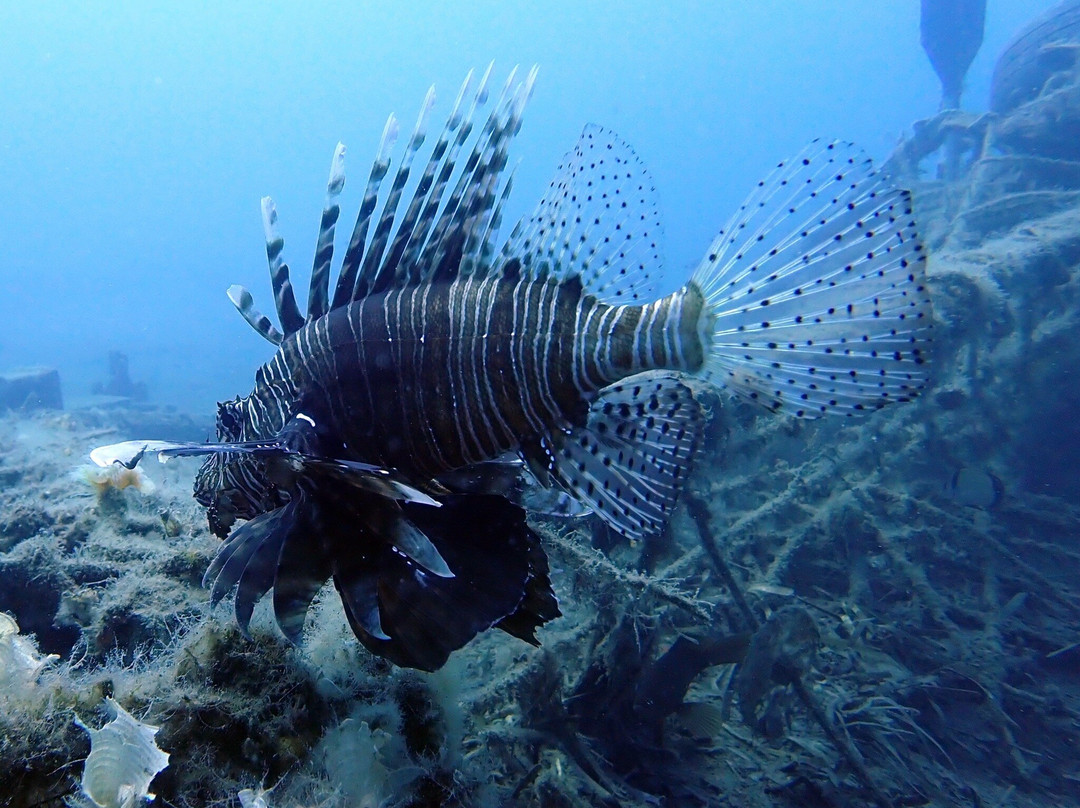 Kos Divers-Psalidi必去景点