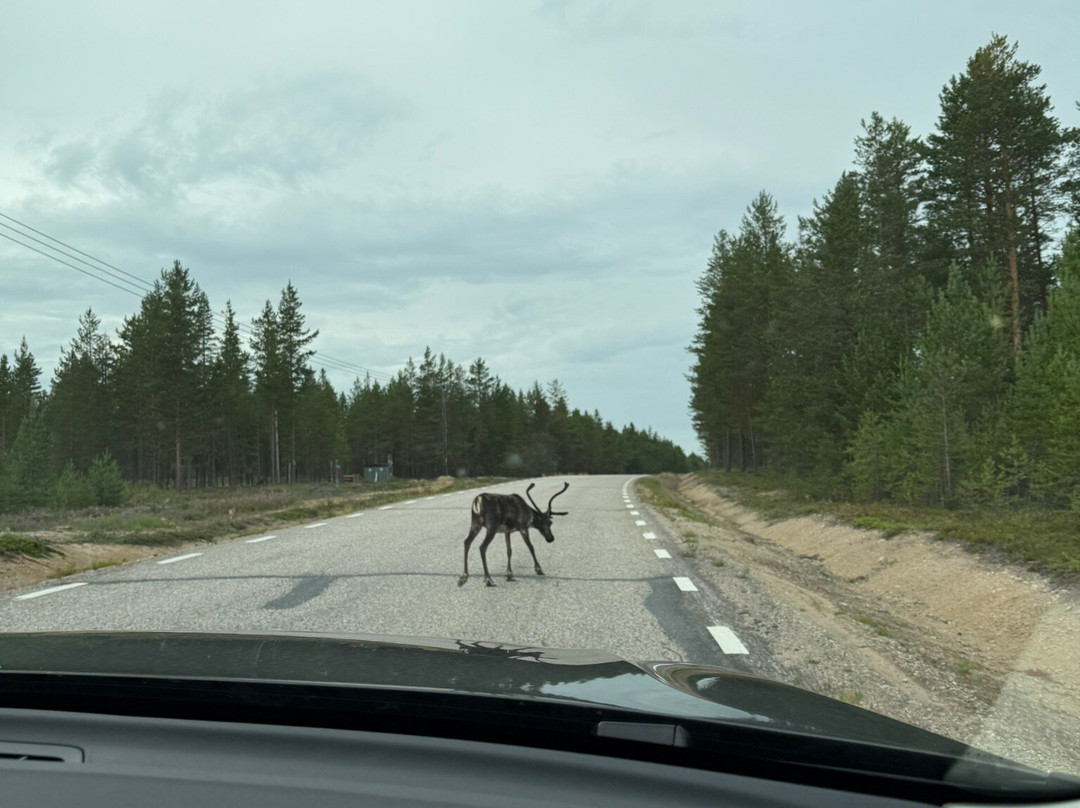 Blueberry Lodge Tours and Activities-Overkalix必去景点