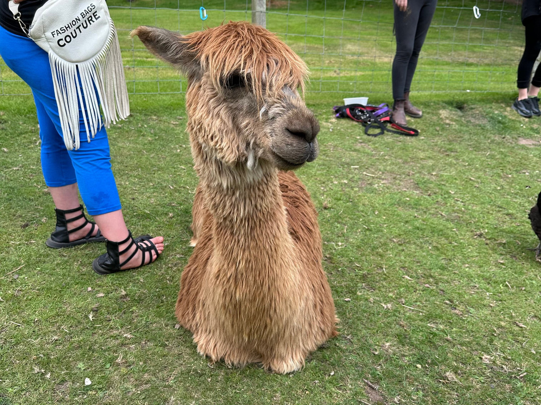 David’s Hill Alpacas-Arbroath必去景点