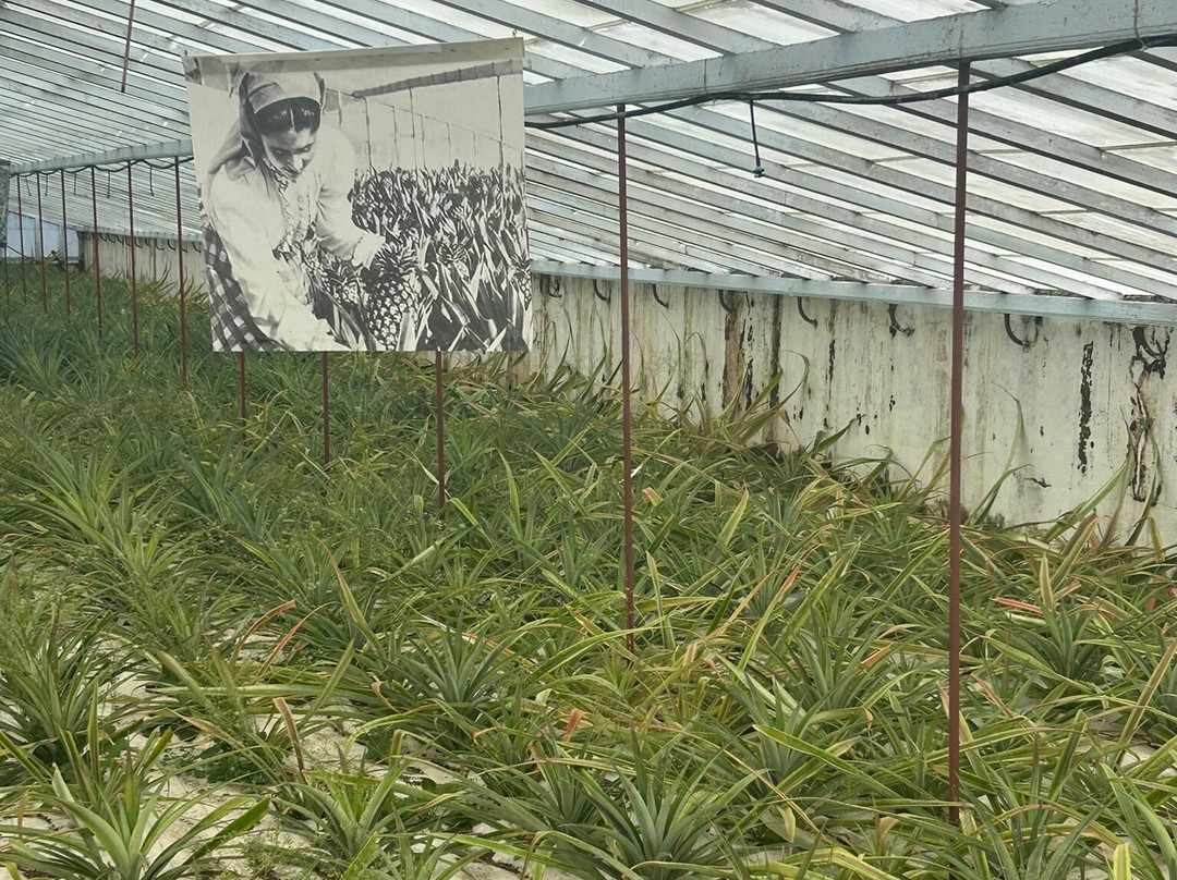 Plantação de Ananás dos Açores-蓬塔德尔加达必去景点