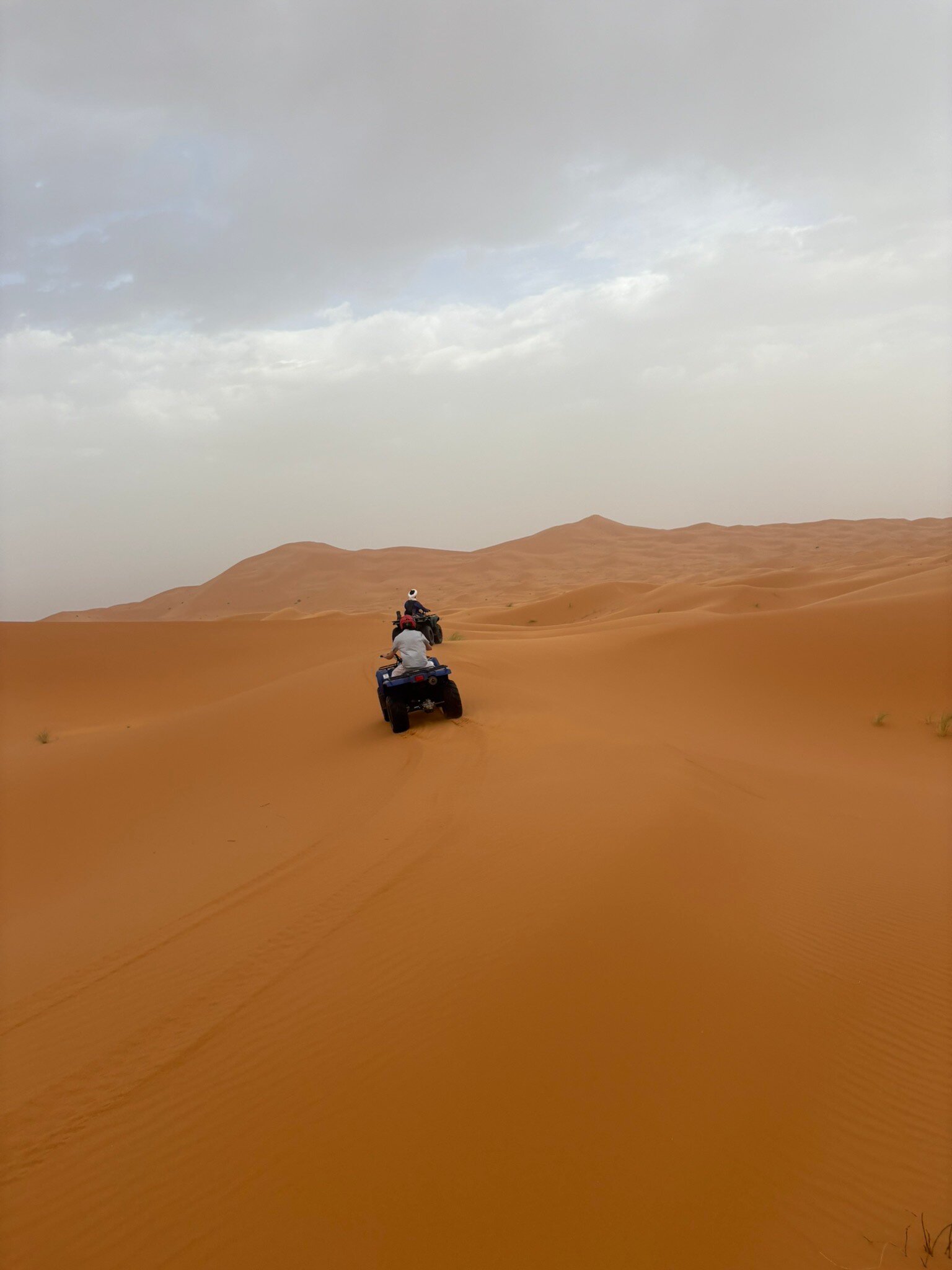 Riad Desert Camel-官方