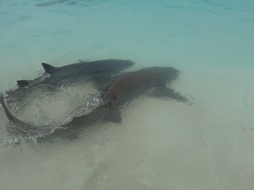 Salt Beach Tours-马富士岛必去景点