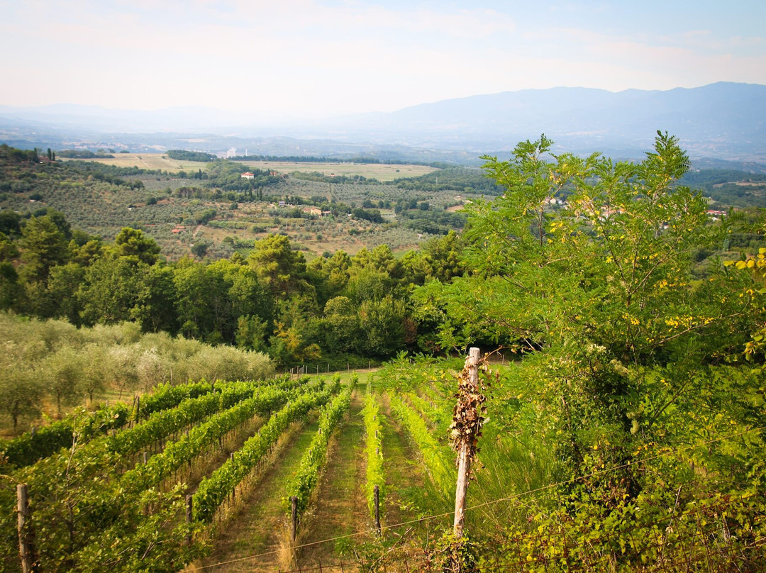 Poggi del Chianti Winery-卡夫里利亚必去景点