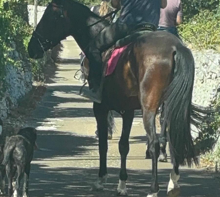 Majestic Horse Club Ride&dine-马丁纳弗兰卡必去景点