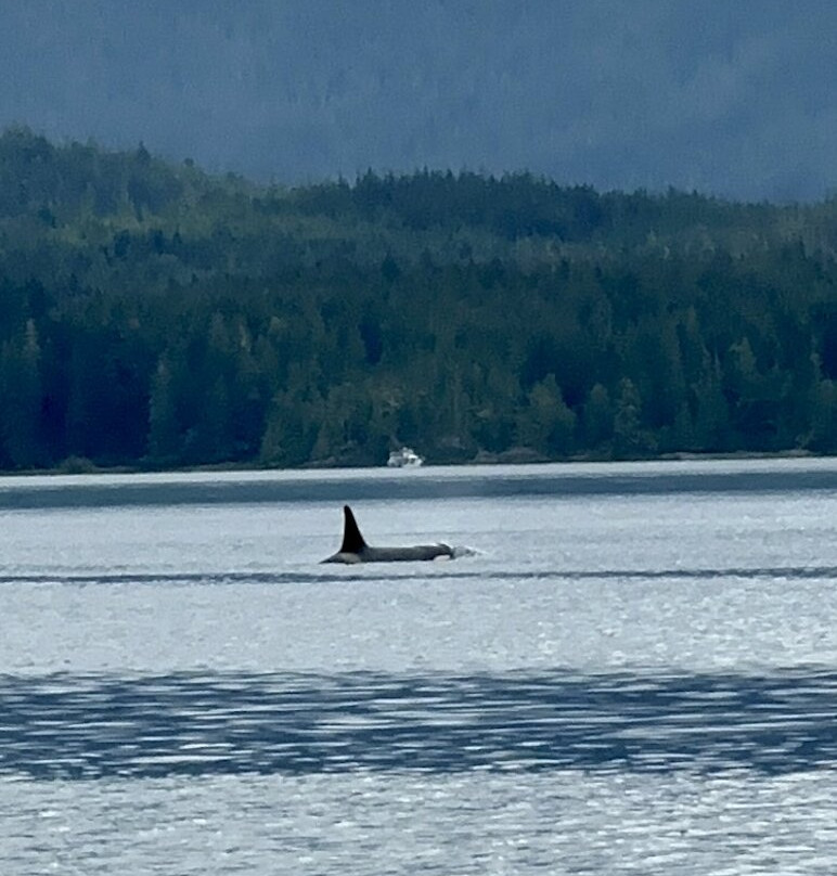 Seasmoke Whale Watching-Alert Bay必去景点