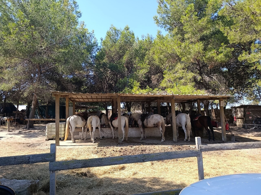 Promenade A Cheval Des Aresquiers-Vic-la-Gardiole必去景点