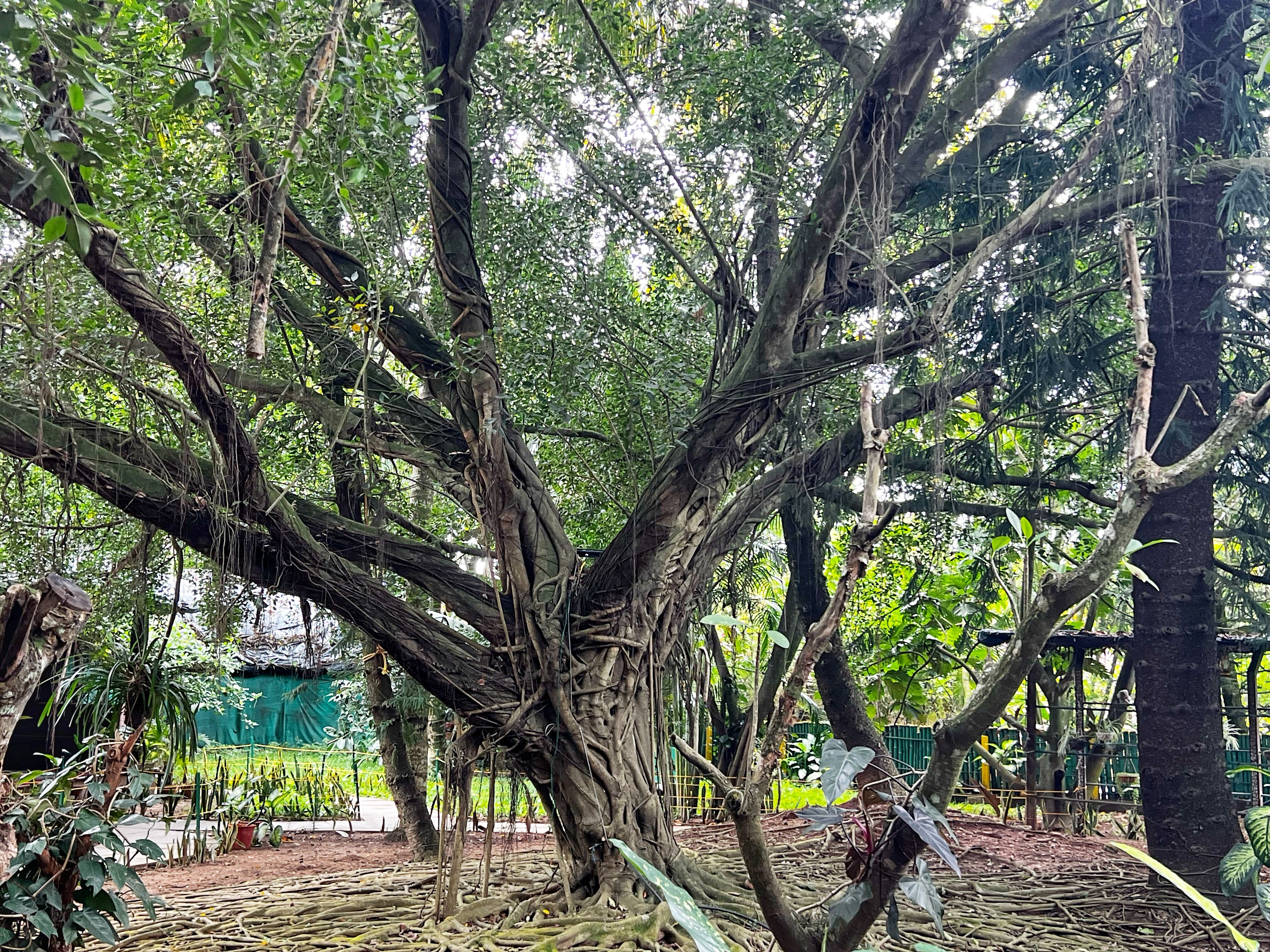 Hoysala Village Resort-官方