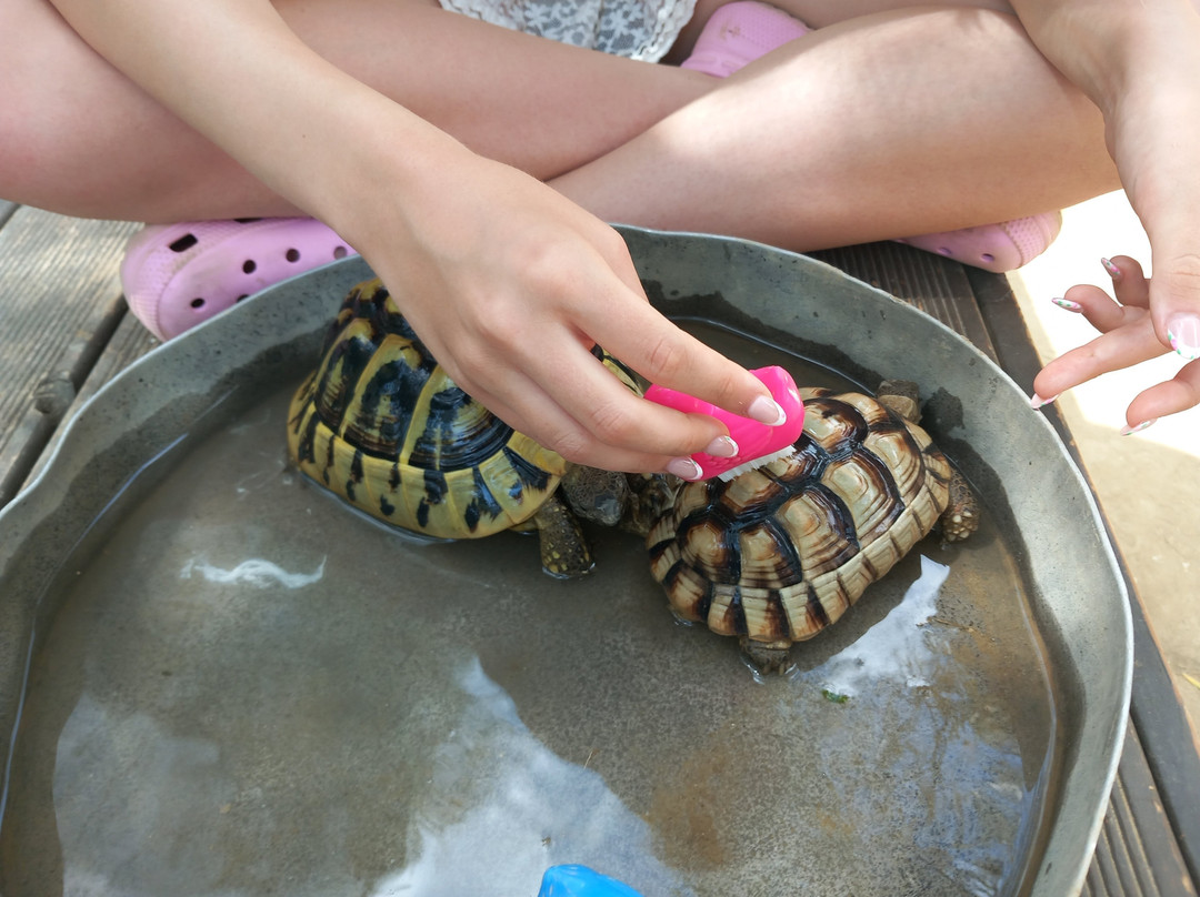 The Little Farm-扎金索斯州必去景点