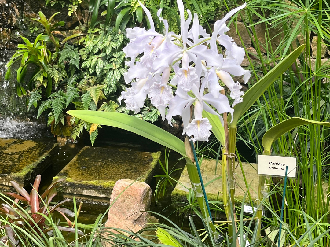 Eric Young Orchid Foundation-Trinity必去景点