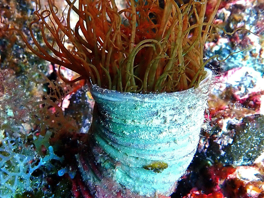 Buceo La Graciosa-Caleta de Sebo必去景点