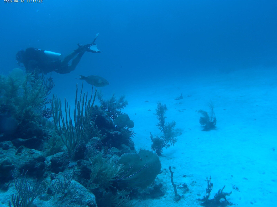 Blue Experience Diving-艾库玛尔必去景点