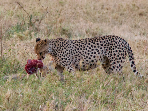Wild Media Safaris-莫西必去景点