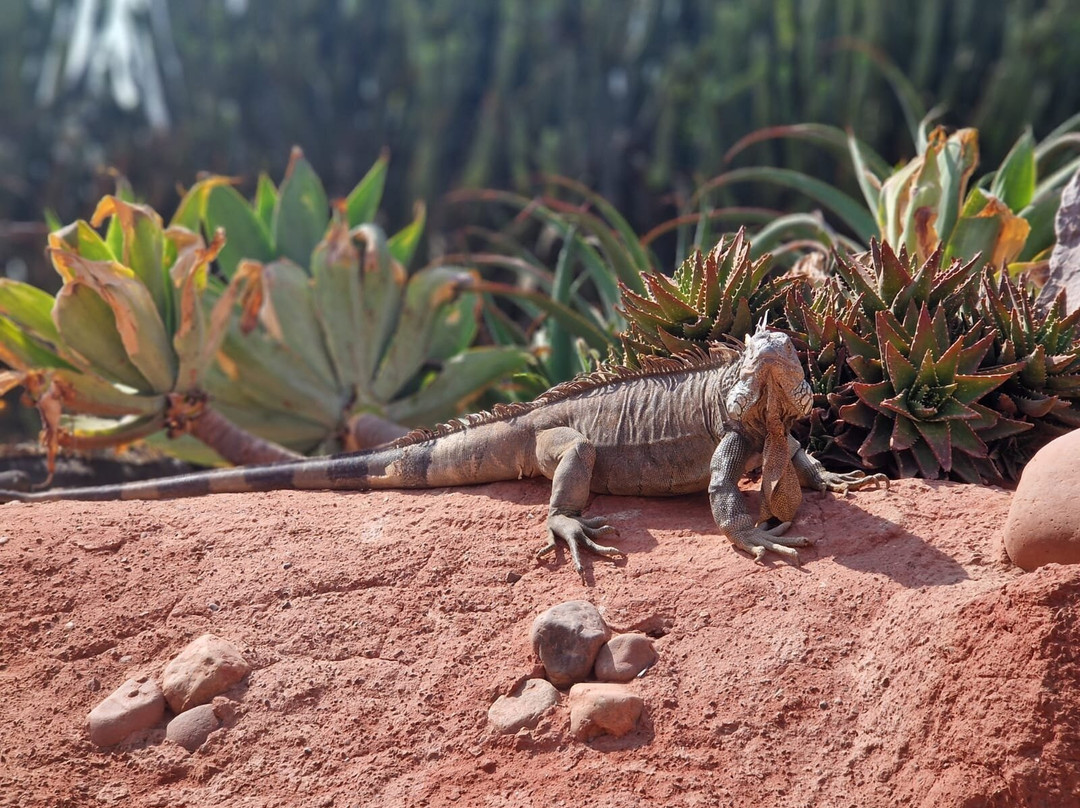 Crocoparc-阿加迪尔必去景点