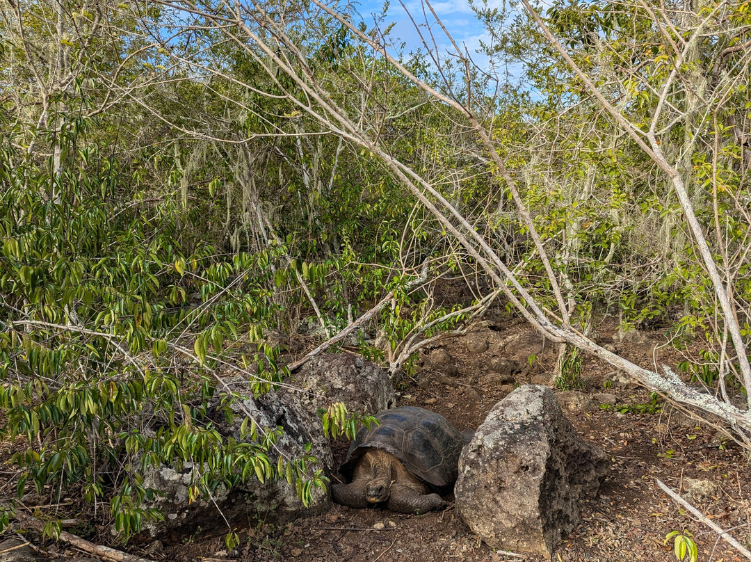 Galapaguera de Cerro Colorado-圣克里斯托瓦尔必去景点