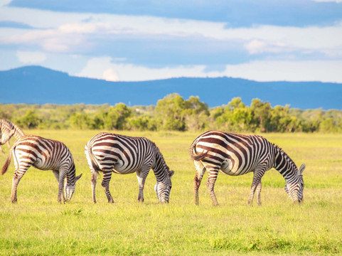 Syvet Safaris-内罗毕必去景点