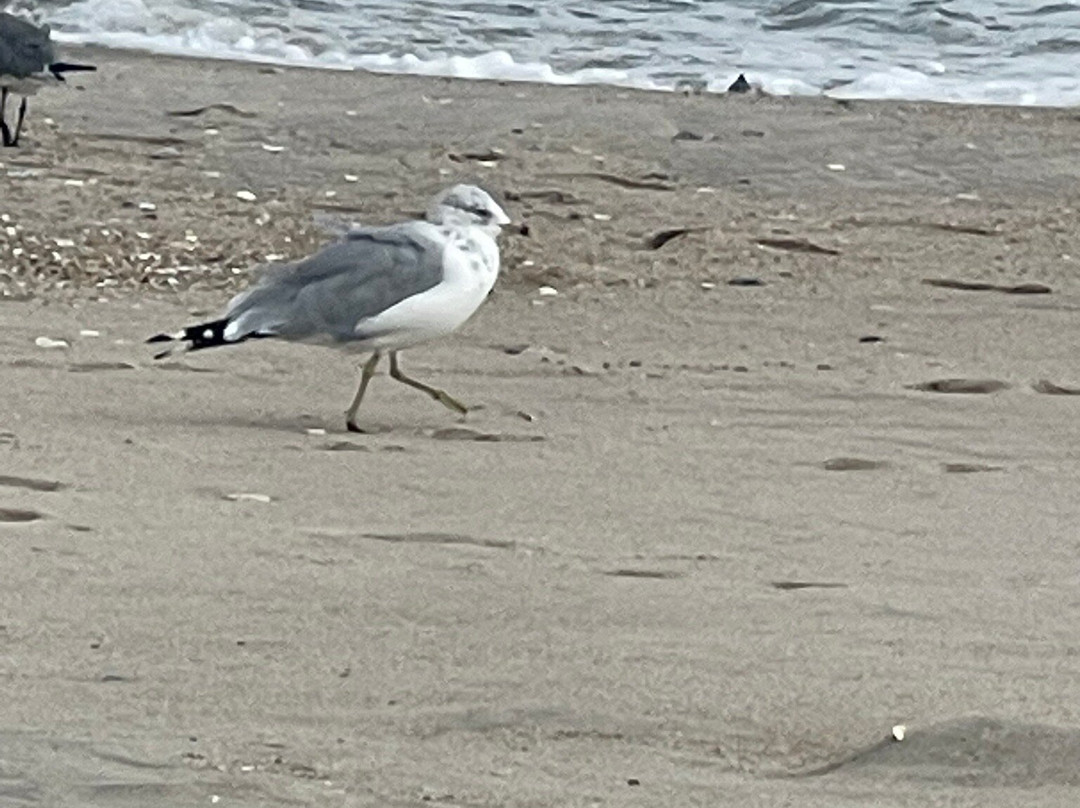 Assateague State Park-Berlin必去景点