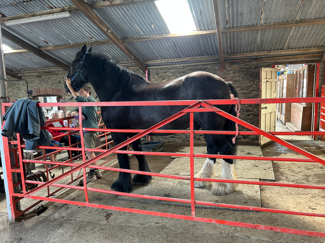 Dyfed Shire Horse Farm-Eglwyswrw必去景点