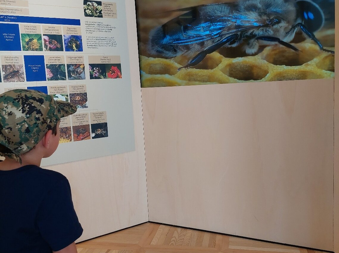 Beekeeping Museum (Cebelarski Muzej)-Radovljica必去景点