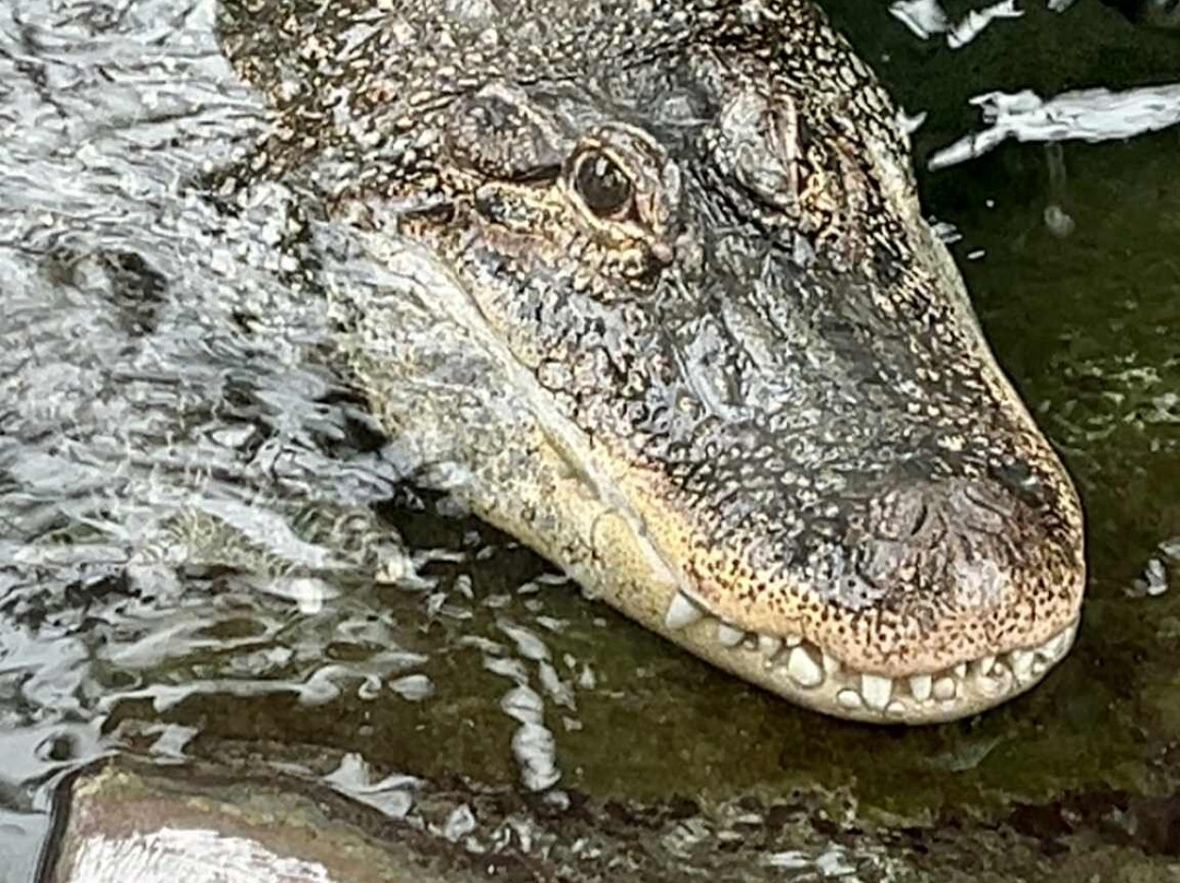 Parc Zoologique Cerza-Hermival-les-Vaux必去景点