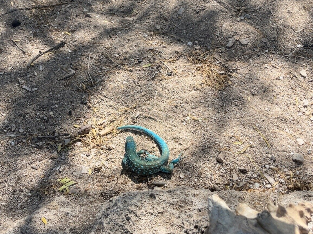 Tres Trapi Steps-Noord必去景点