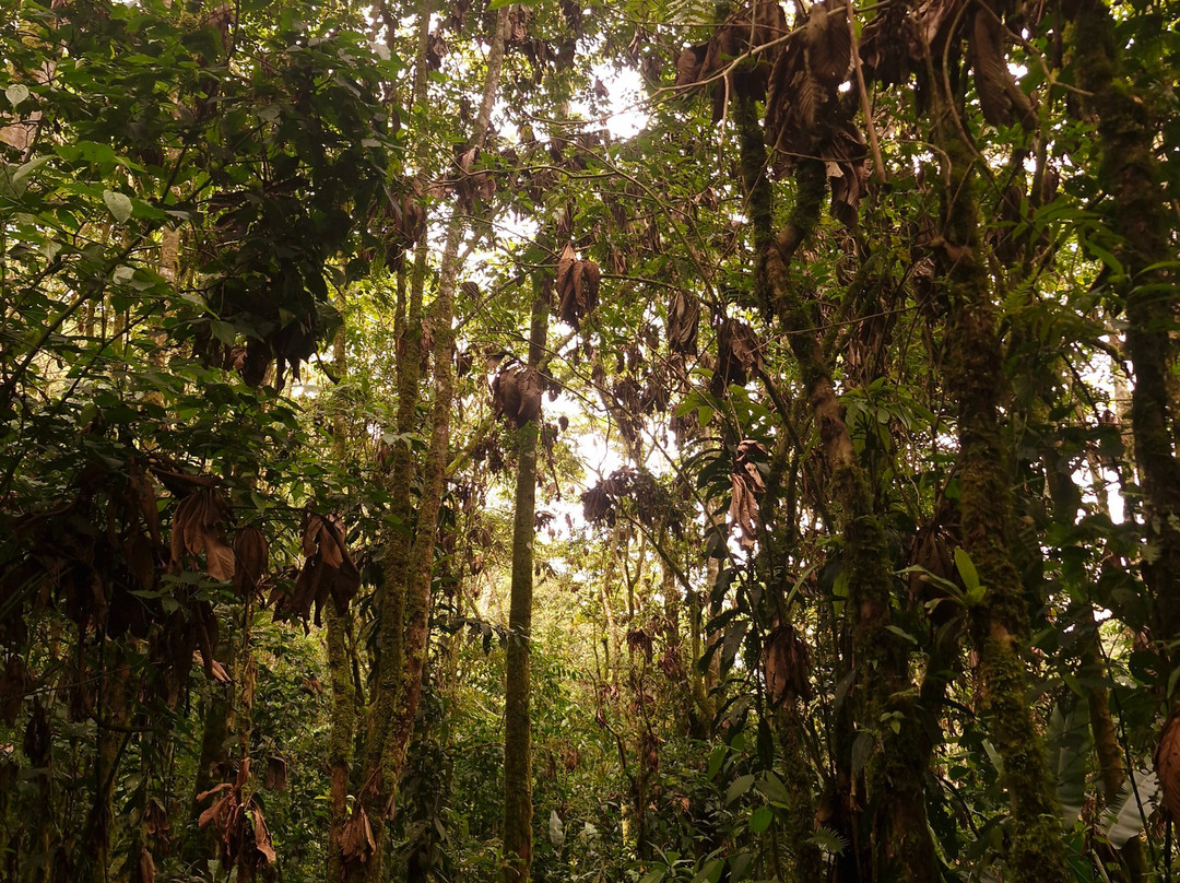 Cloudbridge Nature Reserve-San Gerardo De Rivas必去景点