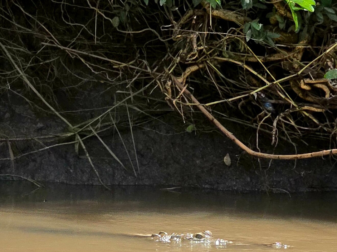 Hacienda El Viejo Wetlands-Area de Conservacion Guanacaste必去景点