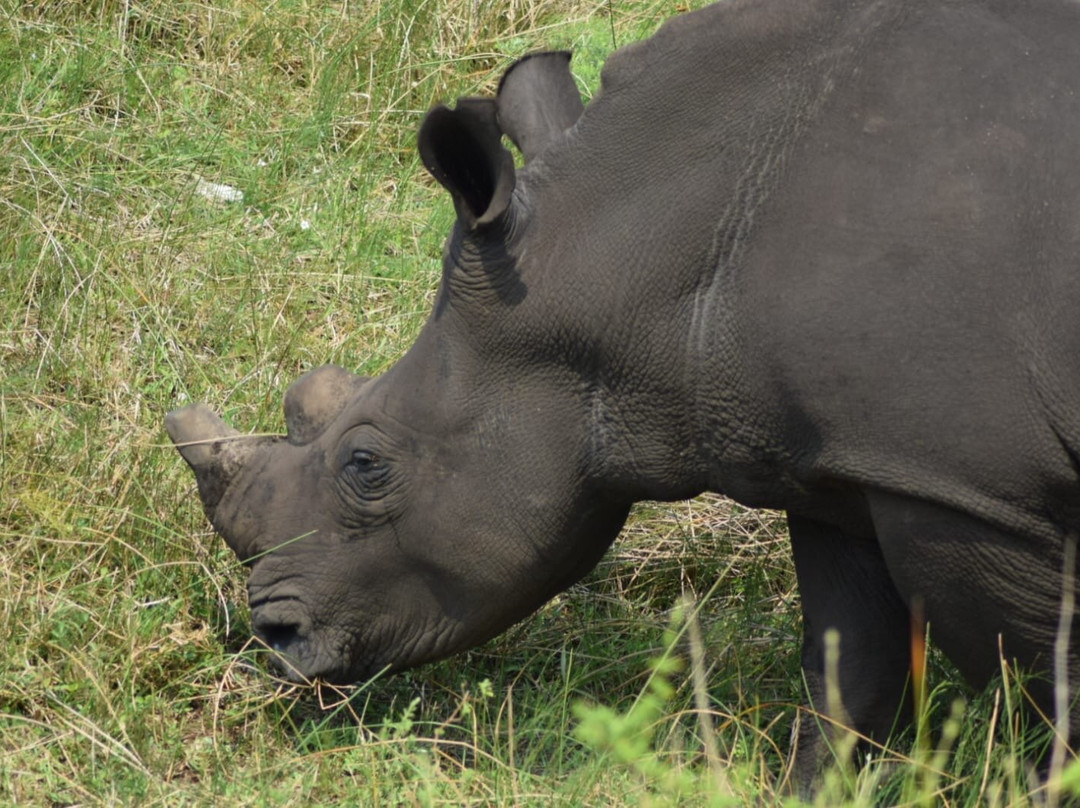 Dogs 4 Wildlife-赫卢赫卢韦必去景点