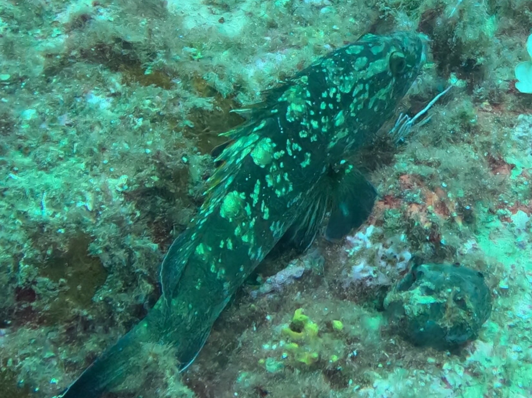 Diving Center Colera-Colera必去景点