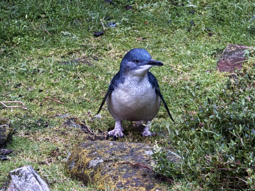 Godfrey’s Beach Penguin Viewing-斯坦利必去景点