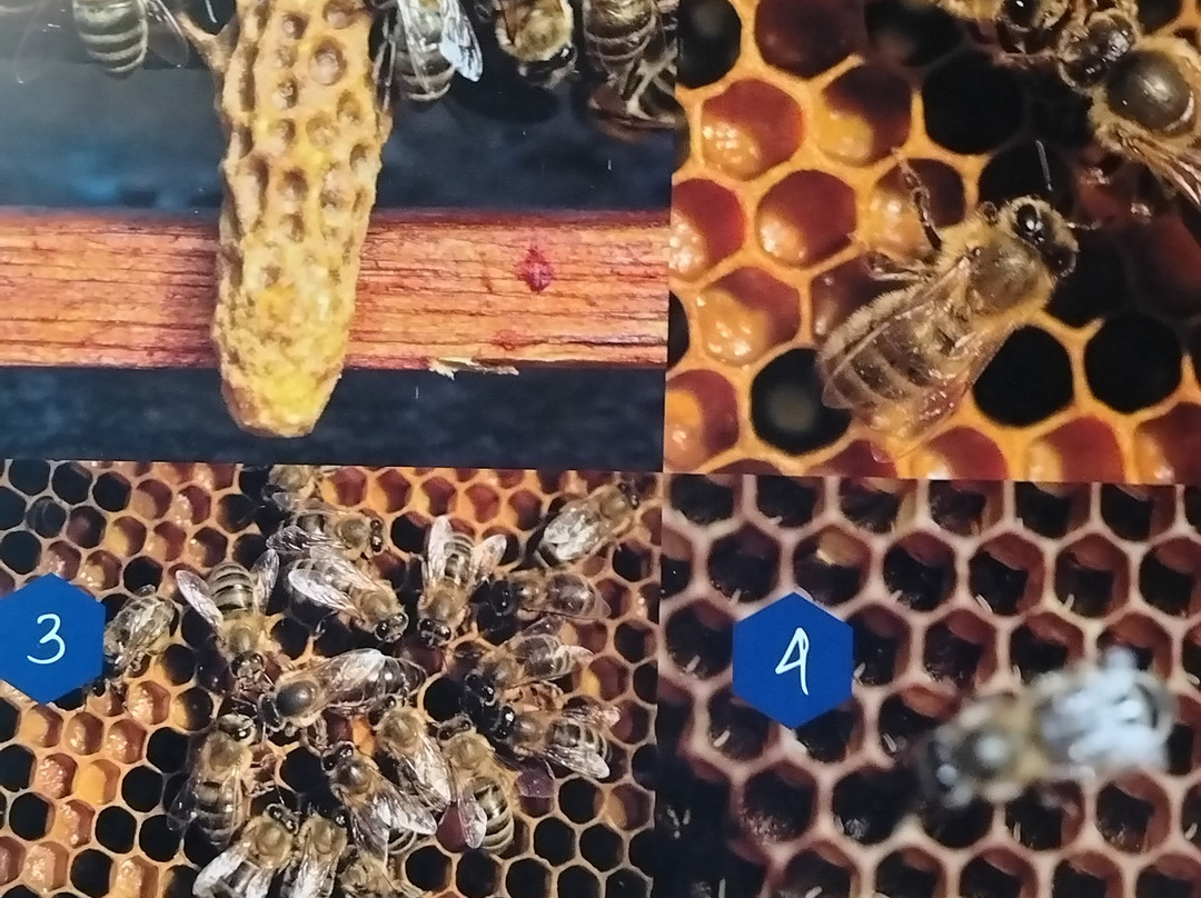 New Quay Honey Farm-Cross Inn必去景点